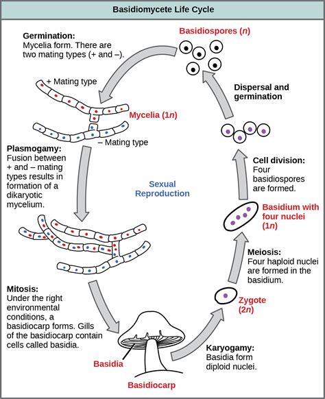 Classifications Of Fungi Introductory Biology Evolutionary And Ecological Perspectives