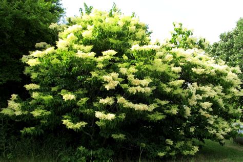 Almond trees are very easy to grow in a backyard garden, however, two separate cultivars must be planted for cross pollination in order to produce nuts. Last tree to flower in Northern Illinois what a beauty ...