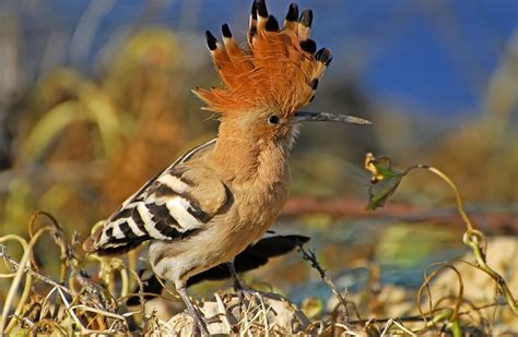 Who Is The Hoopoe Israels National Bird Watch Israel News The
