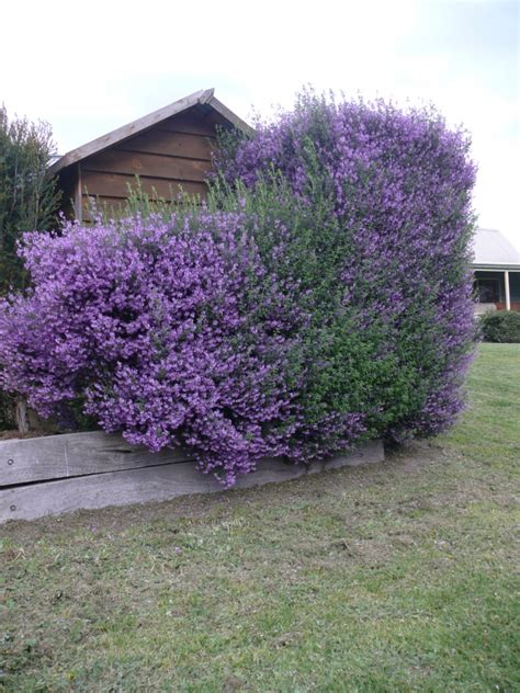 We did not find results for: Australian Native Shrubs | Gardening With Angus