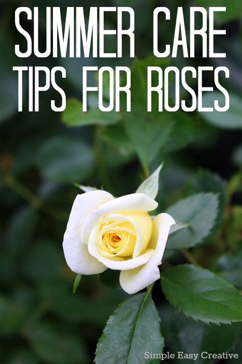 Summer Care Tips For Roses Hoosier Homemade