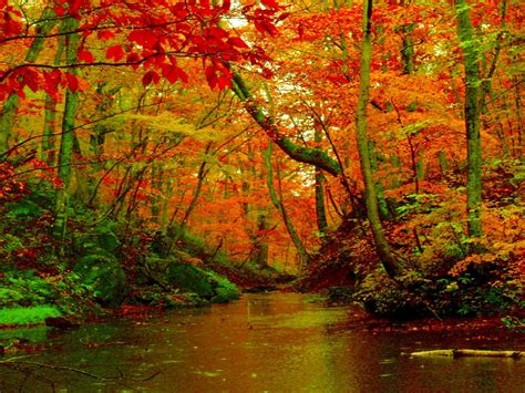 Autumn Forest River Desktop Background Hd Wallpapers 1560