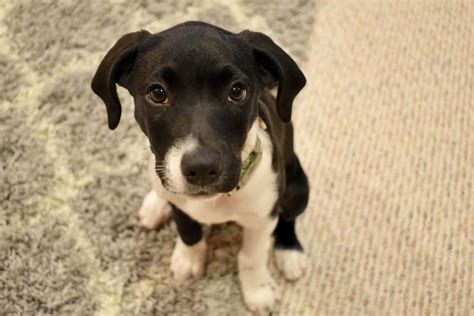 Guiseppi was dna tested and the results came back as half border collie and half american pitbull terrier. Meet my rescue puppy!!!! 3-month old pit bull (pibble) border collie mix who knows sit, stay ...