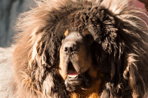 7 Different Mastiff Breeds What You Need To Know About Each Of Them