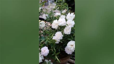 Summer Snow Rose Plant Youtube