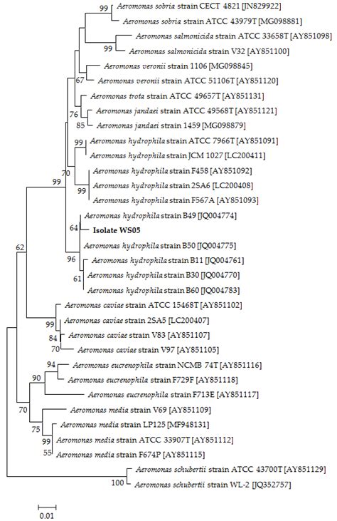 The Phylogenetic Tree Based On Rpob Gene Sequences Of 32 Aeromonas