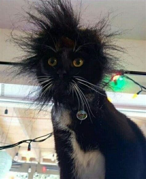 September 2010, 15:20:01 » wollte mal hören, ob ihr das problem auch habt, von unserem großen kenne ich das gar nicht. Wenn ich aus dem Bett komm! | Katzenhumor, Baby katzen ...