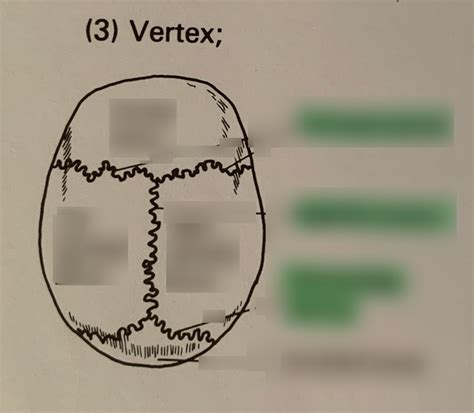 Skull Vertex Diagram Quizlet