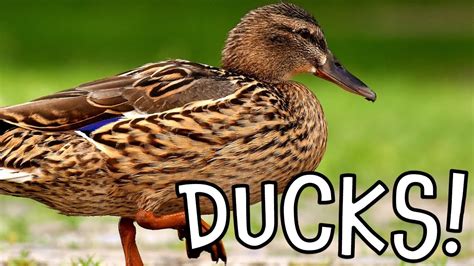 Ducks Duck Facts For Kids And Toddlers Youtube