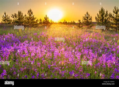 Beautiful Spring Landscape With Flowering Purple Flowers On Meadow And
