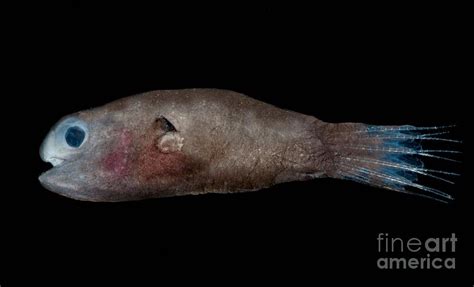 Male Anglerfish Photograph By Danté Fenolio Pixels