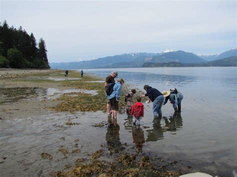 Kitsap Beach Naturalists Kitsap County Washington State University