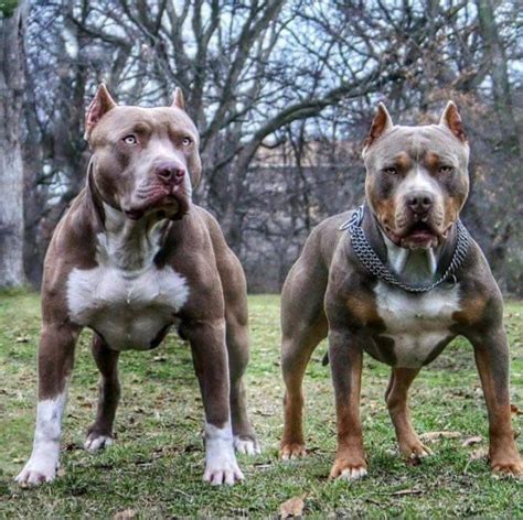 It takes several more weeks for their eyes to mature and their eyesight to. 1462 best images about Bully's - Pit Bulls on Pinterest | American pit, Pit bull terriers and ...