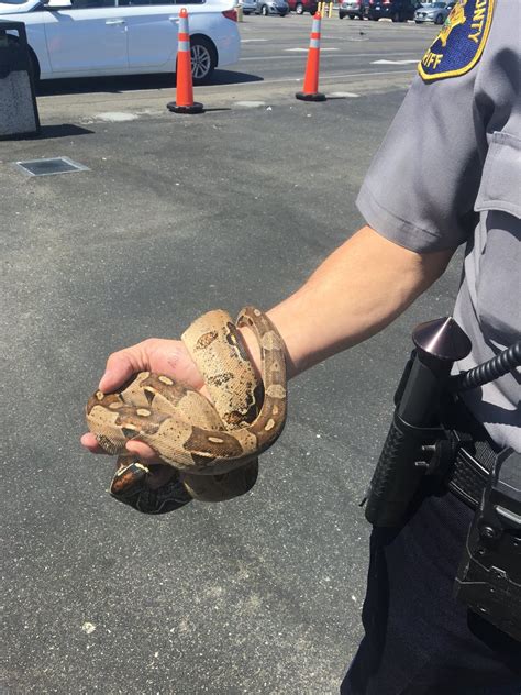 Ssssurprise Snake Found In Rental Car Upon Return To Oakland Airport