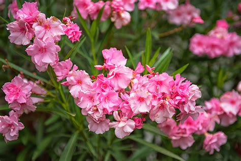 Oleander Nerium Sylwetka Pielęgnacja Zimowanie Cięcie Mój Piękny