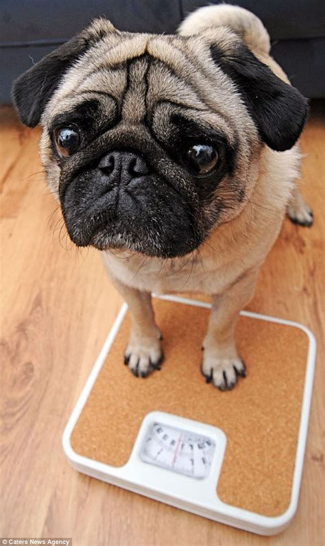 Podgy Pug Gibbs Who Tipped The Scales At 14kg Sheds A Quarter Of Body
