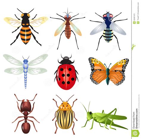 Class Insecta Clipart 20 Free Cliparts Download Images On Clipground 2022