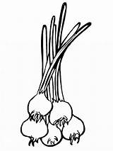Onion Coloring Vegetables Recommended sketch template