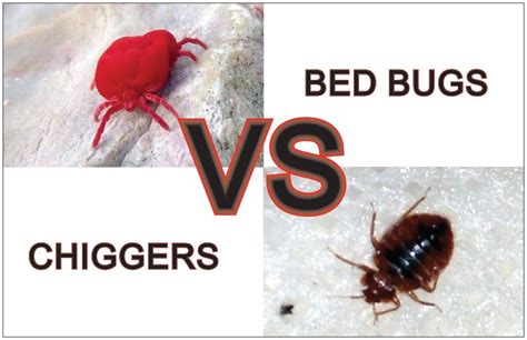 Chiggers Vs Bed Bugs In Important Points Explained Y L P C