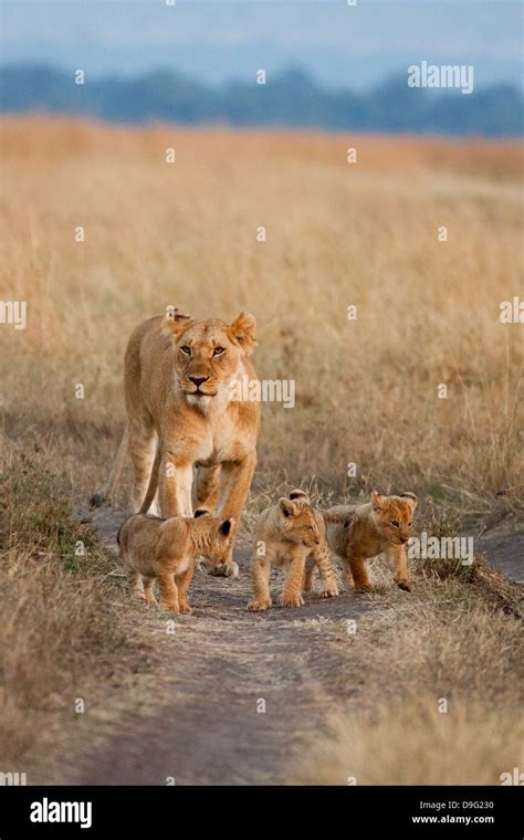 Lioness Panthera Leo And Cubs Masai Mara Kenya Africa Stock Photo