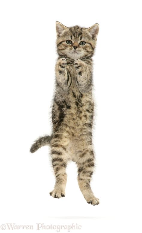 Playful Tabby Kitten Leaping And Grasping Photo Wp27787