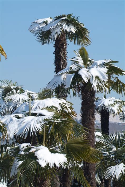 Palm Trees With Snow On It Stock Photo Image Of Ecosystem 24200042