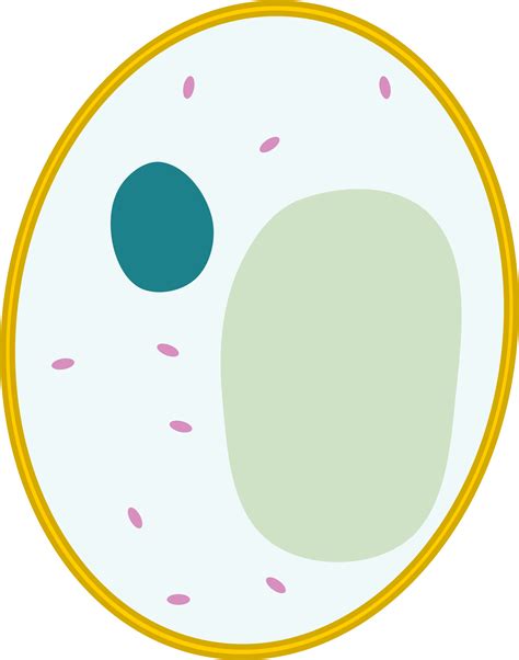 Body Cell Png Transparent Images Png All