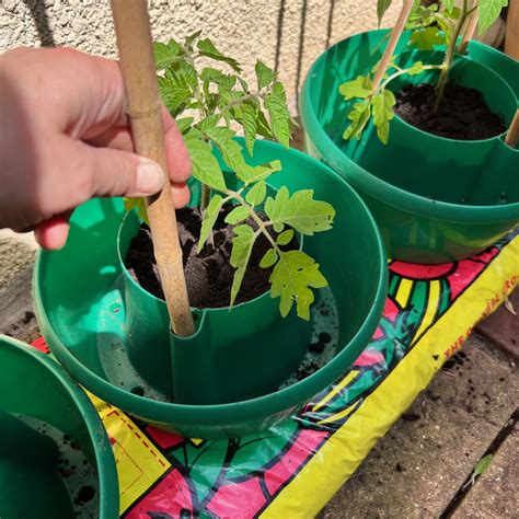 Growing Tomatoes In A Grow Bag Mud And Bloom