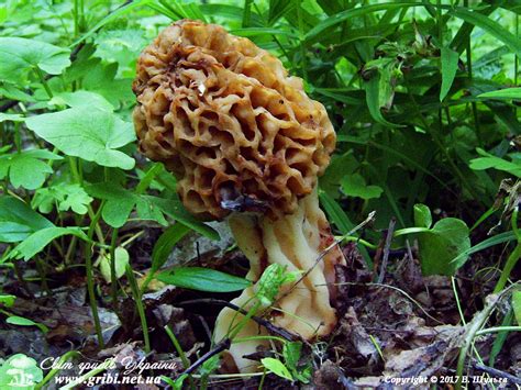 Світ грибів України Morchella Esculenta Зморшок їстівний