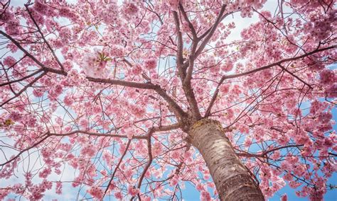 The Ultimate Guide To Sakura Cherry Blossom Season Black Platinum Gold