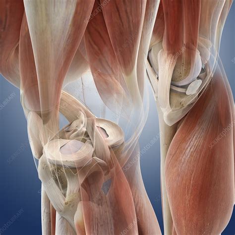 Knee Anatomy Artwork Stock Image C0131318 Science Photo Library