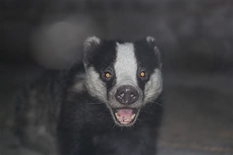 Badger Teeth Uncovering The Secrets Of Badger Dentition Simply Ecologist