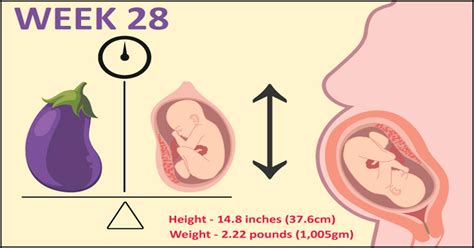 Weeks Pregnant Symptoms Baby Development Tips And Body Changes