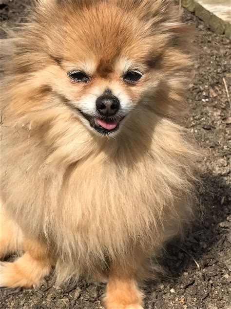 How Old Is My Pomeranian In Dog Years Pets Lovers