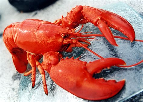 This Video Will Make You Never Want To Eat Lobster Again Collective