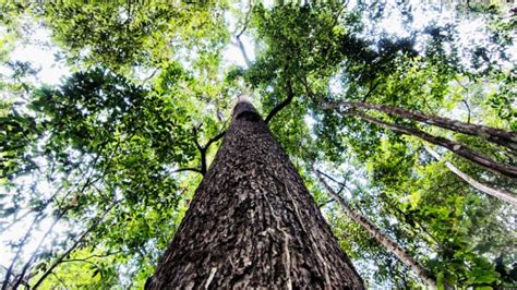 These Are The Amazon Trees That Keep The Planet Cool