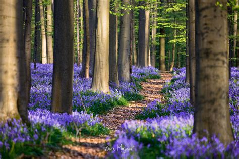 Flower Forests In The Spring Wallpapers Wallpaper Cave