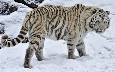 White Tiger Im Schnee Hintergrundbilder Snow Tiger Wild Cats