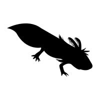 Axolotl svg, Download Axolotl svg for free 2019