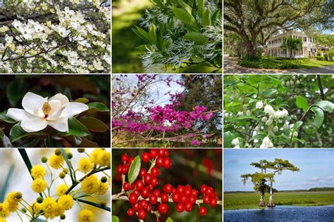 10 Native Florida Trees To Plant In Your Garden Cape Coral Landscape