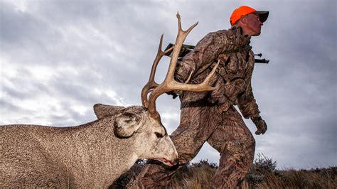 Tips For Hunting Pre Rut Mule Deer An Official Journal Of The Nra