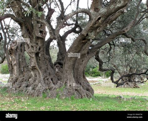 Old Olive Trees Hi Res Stock Photography And Images Alamy