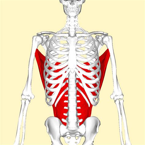 Filelatissimus Dorsi Muscle Frontal2png Wikimedia Commons