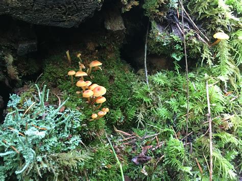 Three Little Families Mushroom Lichen And Moss All Nestled Together