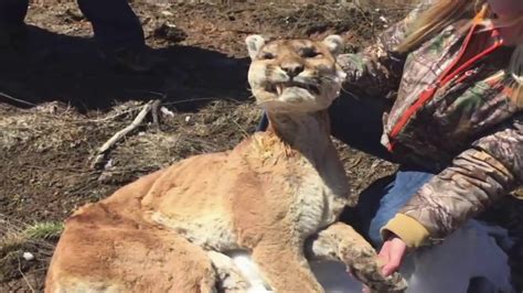 Cougar Carcass Found In Northwestern Ontario Tbt News Youtube