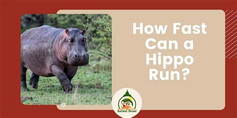 How Fast Can A Hippo Run Animal Dome