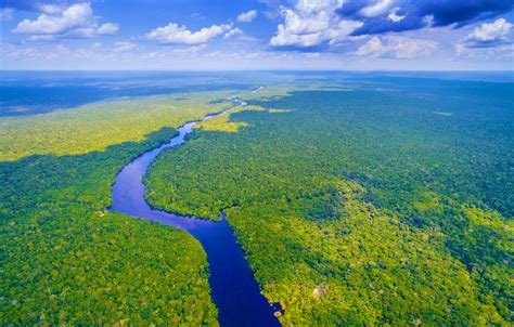 The Amazon Rainforest Is Under Threat Heres How You Can Help Lonely