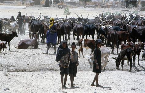 Red Bororo Kanuri People North Nigeria Big Herd Of Red Flickr