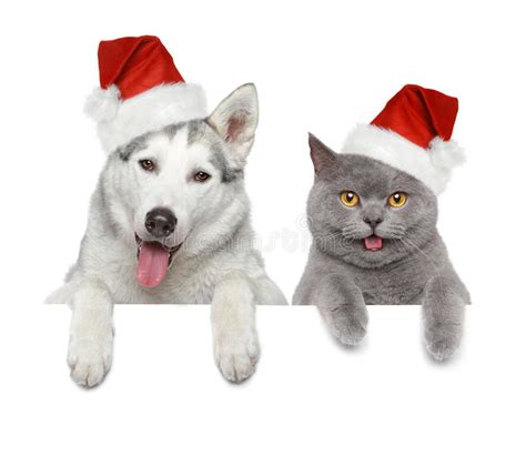 Dog And Cat In Santa Red Hats Stock Photo Image Of Wolf