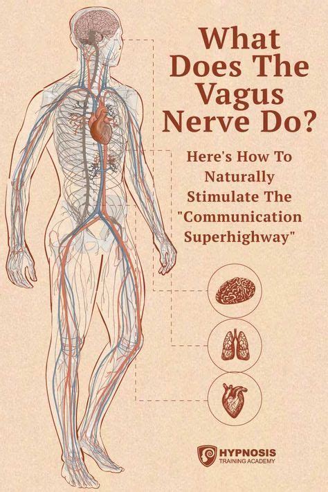 What Does The Vagus Nerve Do Discover How To Naturally Stimulate The “communication